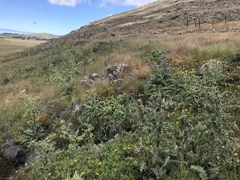 Cirsium fontinale obispoense