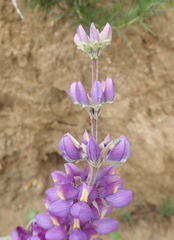 Lupinus excubitus austromontanus