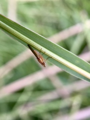 Trigonometopsis binotata