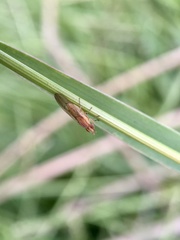 Trigonometopsis binotata