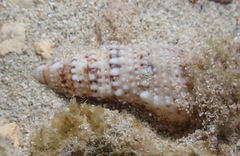 Rhinoclavis sinensis