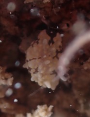 Colpodaspis thompsoni