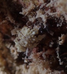 Colpodaspis thompsoni