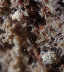 Colpodaspis thompsoni