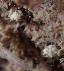 Colpodaspis thompsoni