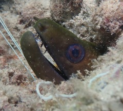 Gymnothorax undulatus