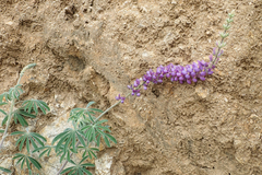 Lupinus excubitus austromontanus