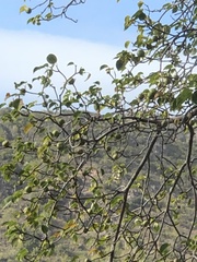 Hippomane mancinella