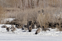 Branta canadensis