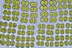 Dispora crucigenioides