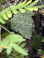 Dirinaria applanata