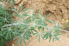 Lupinus excubitus austromontanus