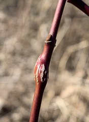 Neolasioptera cornicola