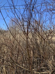 Neolasioptera cornicola