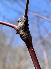 Neolasioptera cornicola