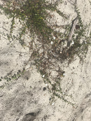 Jacquemontia reclinata