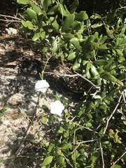 Jacquemontia reclinata