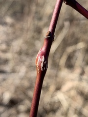 Neolasioptera cornicola