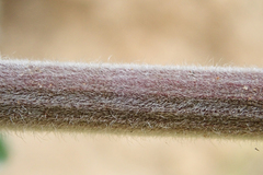 Lupinus excubitus austromontanus