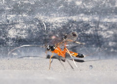 Leptobatopsis mesominiata