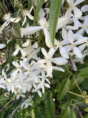 Clematis armandii