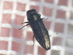 Taphrocerus agriloides