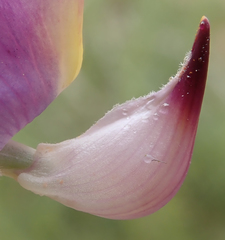 Lupinus excubitus austromontanus
