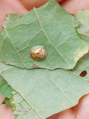 Coptocycla sordida
