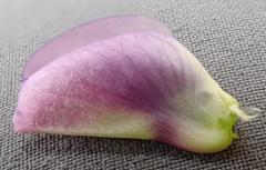 Lupinus excubitus austromontanus