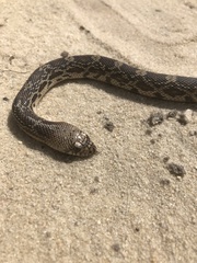 Pituophis melanoleucus