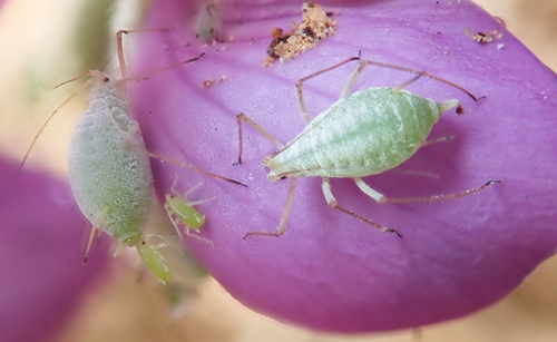 Lupine Aphid