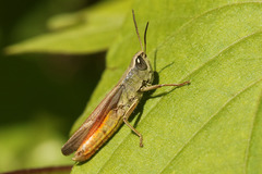 Amblytropidia australis