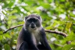 Cercopithecus mitis albogularis