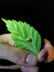 Coptocycla dorsoplagiata