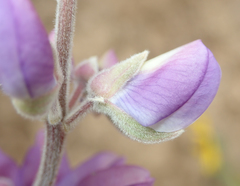 Lupinus excubitus austromontanus