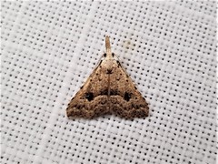Trigonistis asthenopa