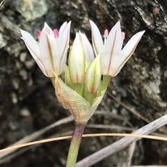 Allium haematochiton
