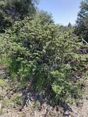 Ribes roezlii roezlii