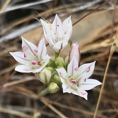 Allium haematochiton