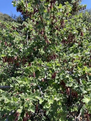 Ribes roezlii roezlii