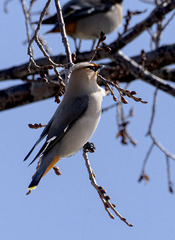 Bombycilla garrulus