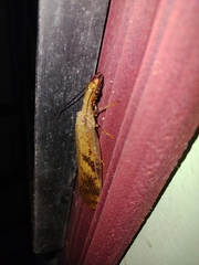 Corydalus flavicornis