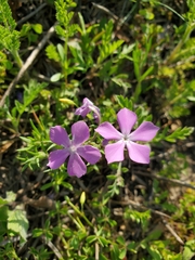Phlox cuspidata