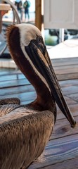 Pelecanus occidentalis