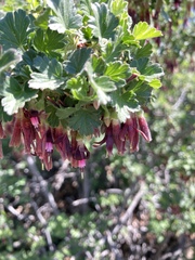 Ribes roezlii roezlii