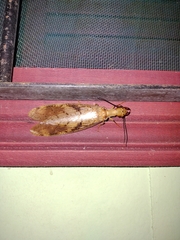 Corydalus flavicornis