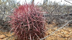Ferocactus gracilis