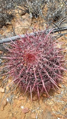 Ferocactus gracilis