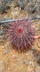 Ferocactus gracilis
