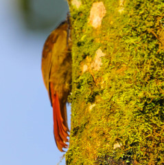 Glyphorynchus spirurus